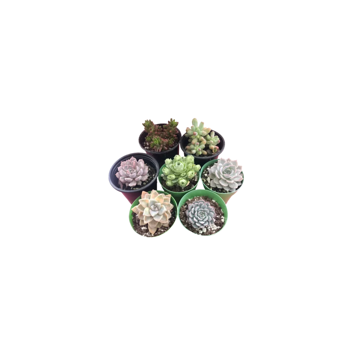 3 inch succulents 3.5 inch Succulents Bundle – Springer Decor