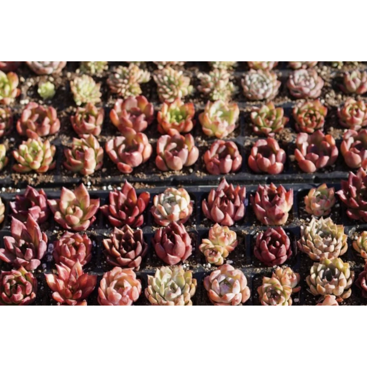 bundle of succulents Succulents Bundle – Springer Decor