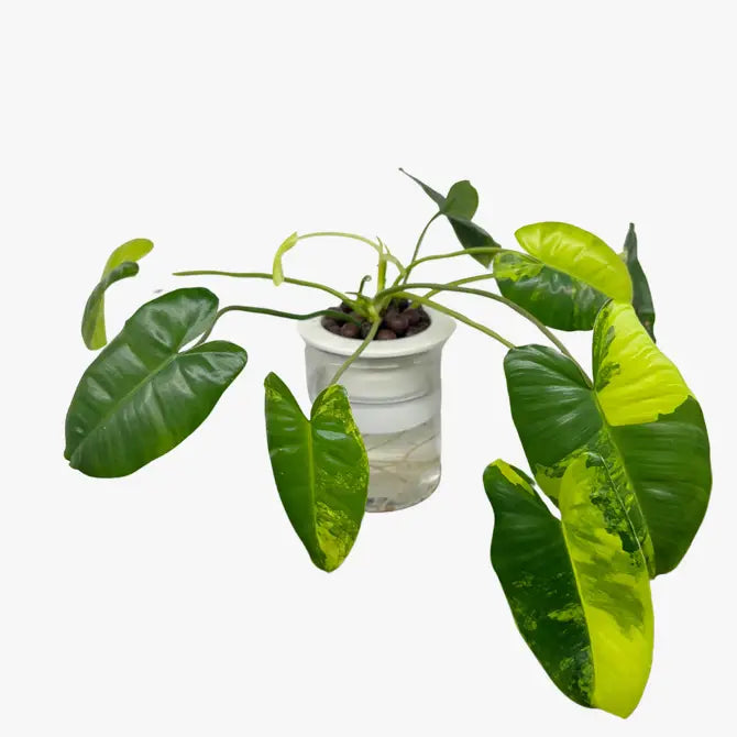 4.5 inch pots for plants Small Ceramic Planters 4–5 Inch Indoor Pots